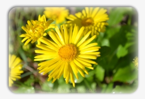 Yellow Flowers “ - Flower #356325