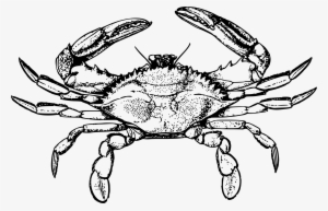 This Free Icons Png Design Of Crab 3 #356370