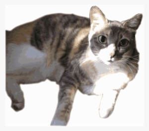 Calico Cat #356952