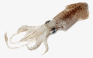 Squid Png Transparent Squid Png Image Free Download Pngkey - squid ink bomb roblox