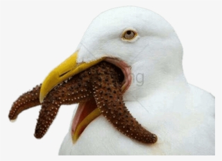 Seagull Trying To Swallow Starfish Png - Cursed Bird #358361 Seagull Trying To Swallow Starfish Png - Cursed Bird #358361