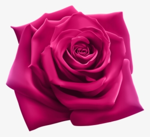 Pink Rose Png, Pink Roses, Tyler Tx, Coming Up Roses, - Snoop Dogg 220 #358449