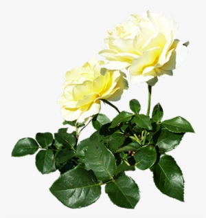 White Rose Bush Png - White Rose Candle Png #358558