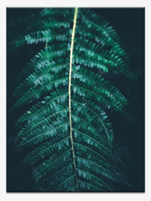 Blue Fern - Ostrich Fern #358599