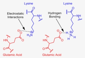320 × 224 Pixels - What's A Salt Bridge #358620
