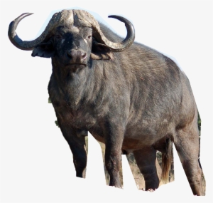 Africa Cape Buffalo - Buffalo Png #358954 Africa Cape Buffalo - Buffalo Png #358954