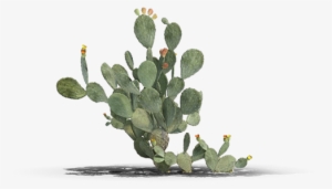 View In My Picture - Barbary Fig #359440