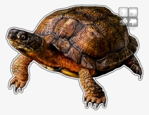 Wood Turtle Decal - Wood Turtle Png #359603