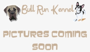 Placeholder - Pug #3500133