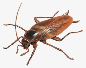 Nombre Científico - Blattodea - Brown Banded Cockroach #3501899