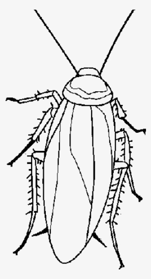 Colouring Images Of Cockroach #3502008