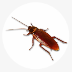 Cucaracha - Roaches Don't Die: Bad Music Artists, One Hit Wonders, #3502112