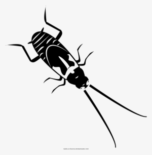 Cucaracha Página Para Colorear - Drawing #3502115
