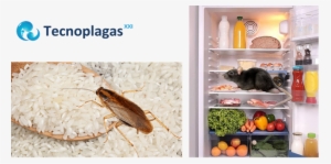 Ratas En La Nevera Y Cucarachas En El Arroz #3502165