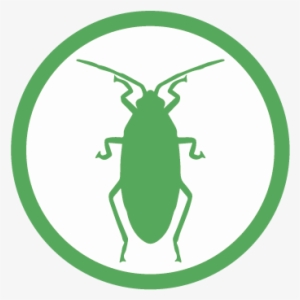 Cucaracha - Cockroach #3502272