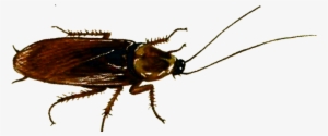 Periplaneta Americana - - Cucarachas Sin Fondo Animadas Png #3502339