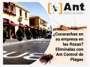 ¿cucarachas En Su Empresa En Las Rozas Elimínalas Con - Dung Beetle #3502342