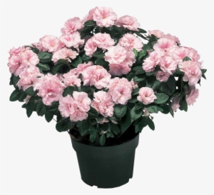 Azalea Plants - Greenhouse Azaleas #3504634