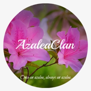 Azalea-meaning - Impatiens #3505008