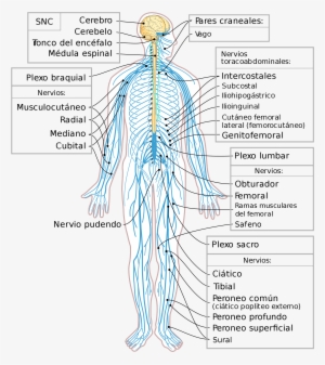 Open - Nervios Del Sistema Nervioso Periferico #3506079