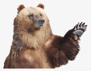 Patas De Ursos Pardos #3506800