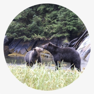 Grizzly Bear #3506874 Grizzly Bear #3506874