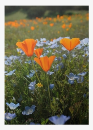 Bug's Eye View Vertical - Baby Blue Eyes Poppy #3507935