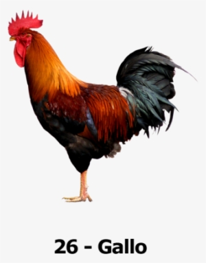 Tu Animalito - Cock Png #3508434