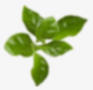 See Our Accessories - Blurred Out Leaf Png #3508912