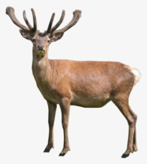 Stag - T-shirt #3509910