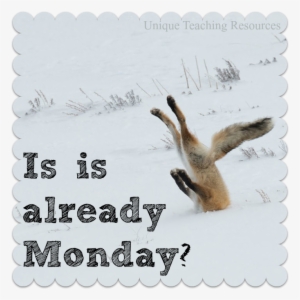 Png Monday Fox Head In Snow Is It Already Monday - Comedy Wildlife Photography Awards (hardcover) #3510255