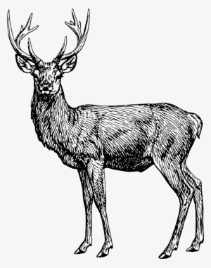 Stag - Coloring Book #3510375