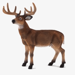 Animal Planet: White Tailed Deer Stag #3510442