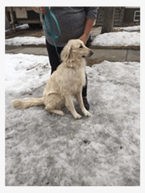 Doug Adopted Into A Forver Home - Dog Catches Something #3515130