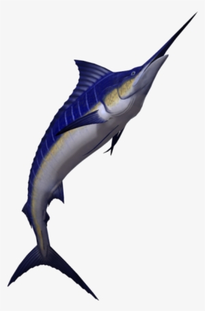 Marlin Fish #3515382