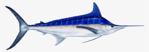 Fish Marlin #3515430