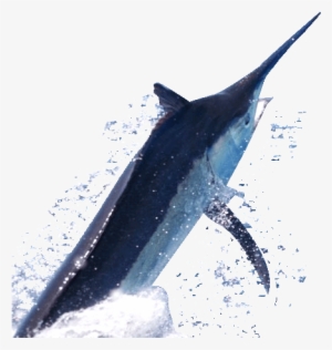 Make A Booking - Transparent Background Marlin Png #3515676
