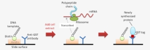 Figure 1 Nappa - Free Vs Membrane Proteins #3517647