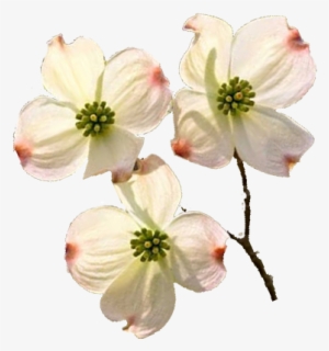 Dogwoodblooms - Portable Network Graphics #3518605