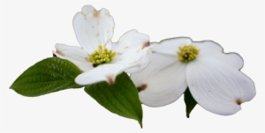 The "wild Foods & Wild Medicinal Plants 6-weeks Program - Flowering Dogwood #3518765