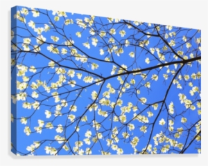 Blue Sky And Dogwood Canvas Print - Motif #3518766