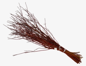 Dogwood Red Twig 3 Ft #3518927