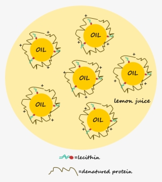 Mayo - Circle #3519252 Mayo - Circle #3519252