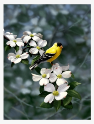 Golden Dogwood American Goldfinch Limited Edition Print - Goldfinch Dogwood #3519273