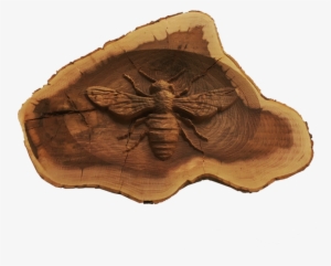 Insect #3519275