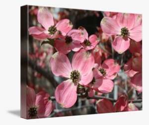 "large Dogwood Blossoms" By Carol Groenen, Tampa // - Flowering Dogwood #3519319