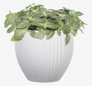 Capi Lux Split Indoor - Planten Mozaïekplant (fittonia 'mont Blanc') D 10,5 #3519511