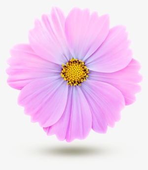 Cosmos - Fleur De Cosmos Comestible #3521249