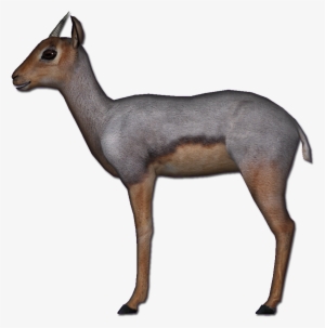 Beira Antelope - Beira Antelope Png #3521858
