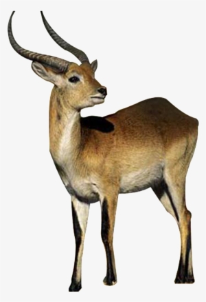 Hd Beautiful Tibetan Antelope Static Png - 長 角 羊 #3521918
